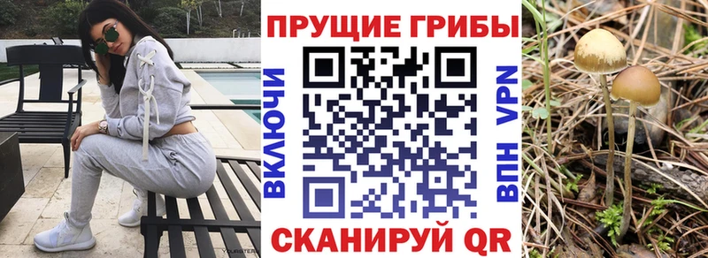Галлюциногенные грибы Cubensis Купить где Тавда